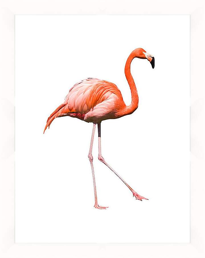 Картина в раме - Фламинго
