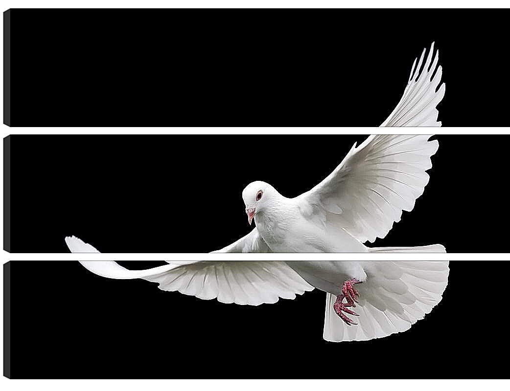 Модульная картина - Белый голубь
