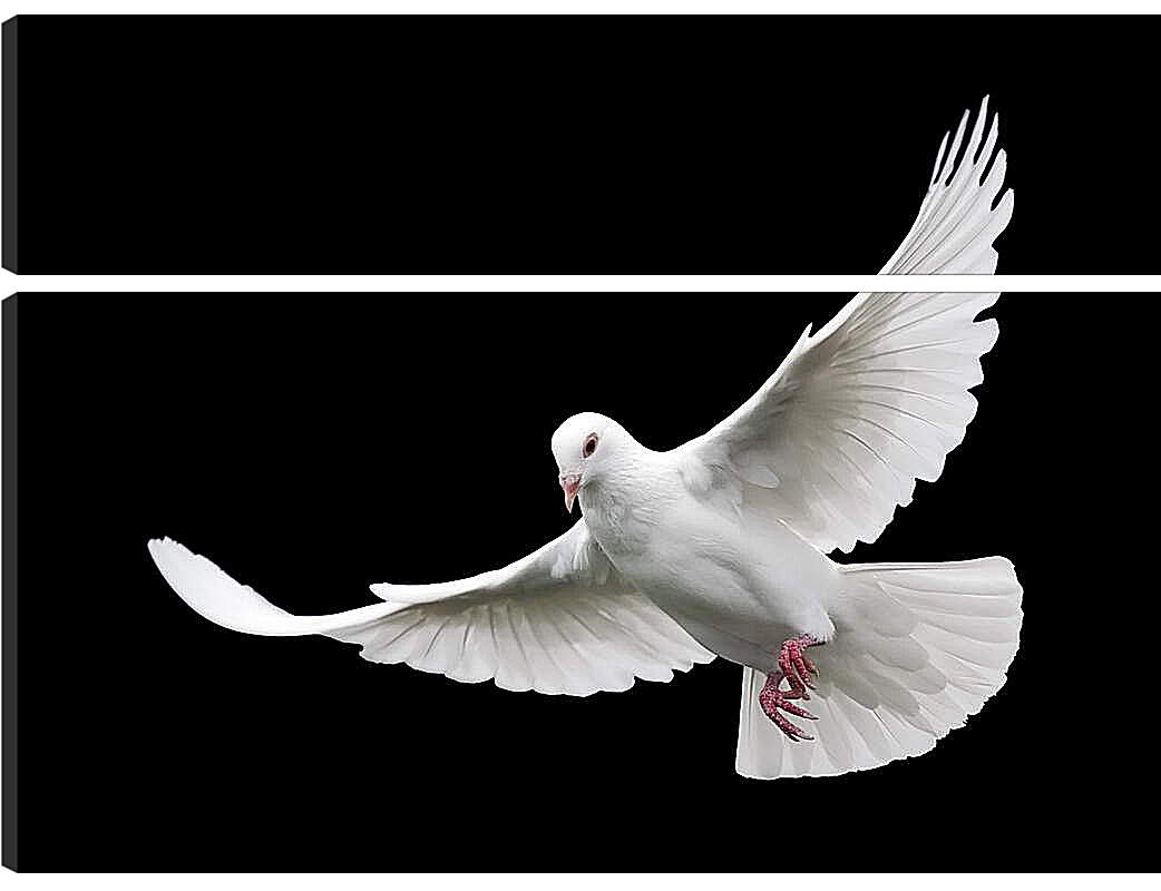 Модульная картина - Белый голубь
