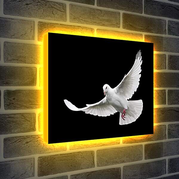 Лайтбокс световая панель - Белый голубь
