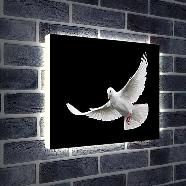 Лайтбокс световая панель - Белый голубь
