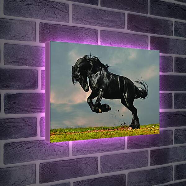 Лайтбокс световая панель - Вороной конь

