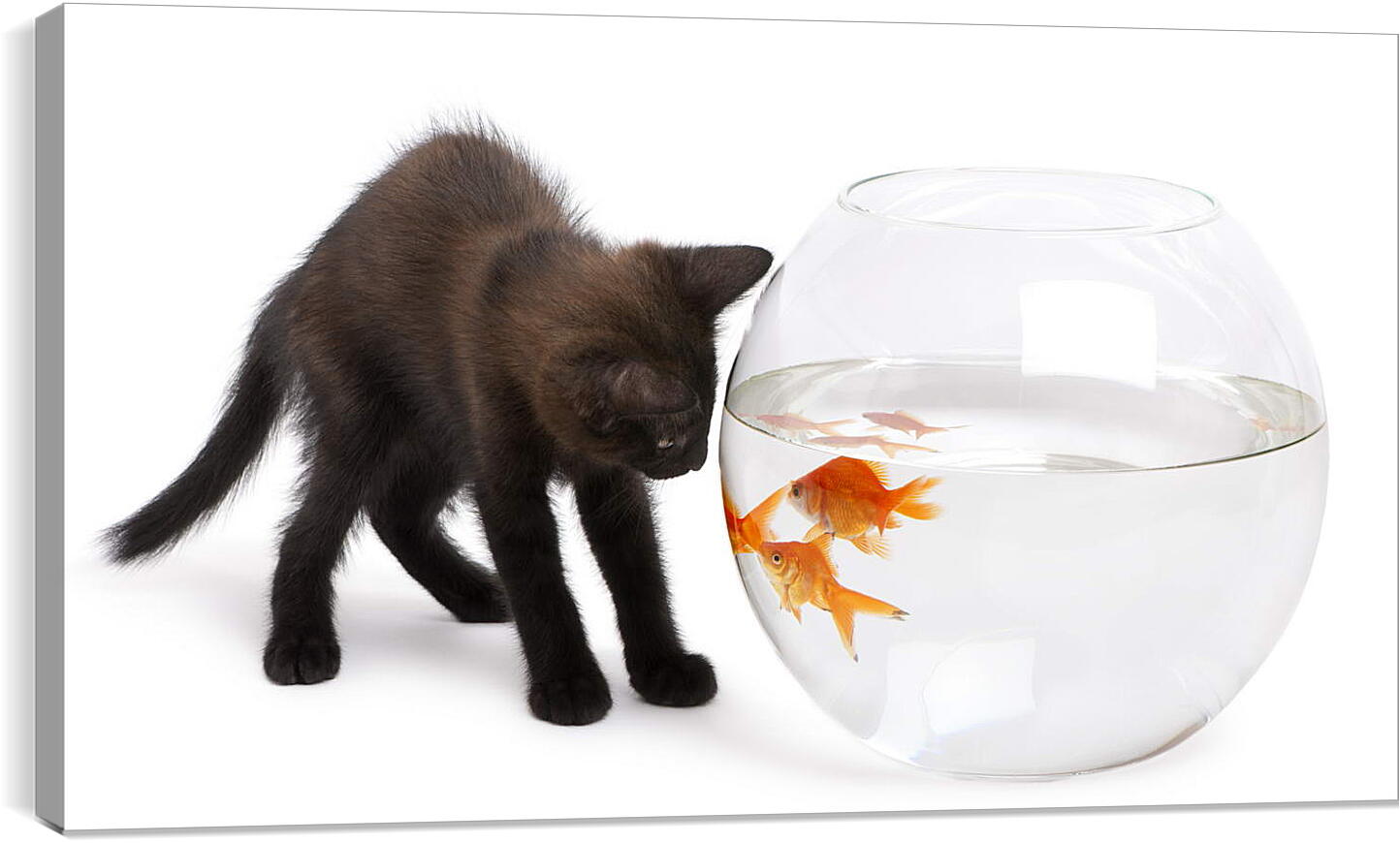 Постер и плакат - Черный котик и рыбки
