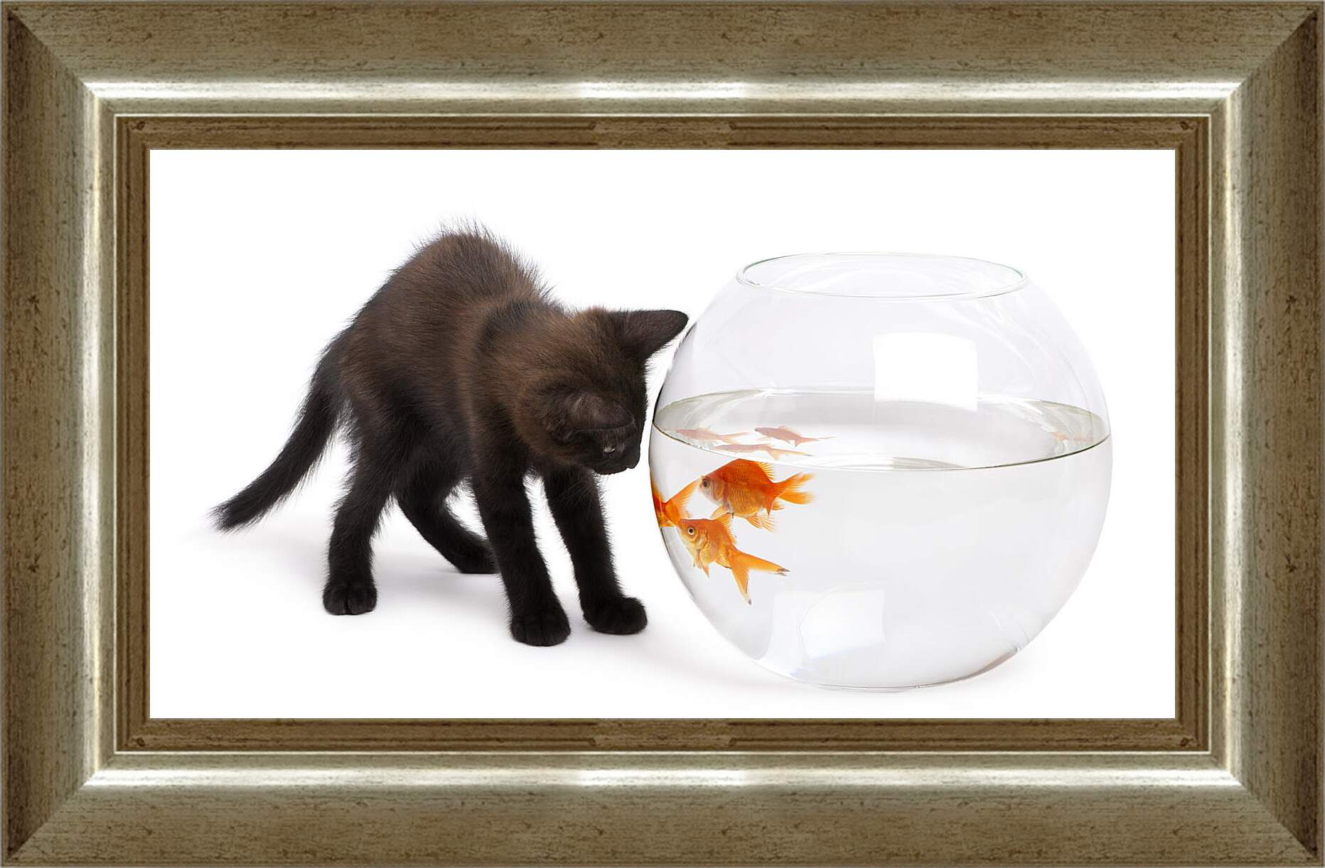 Картина в раме - Черный котик и рыбки
