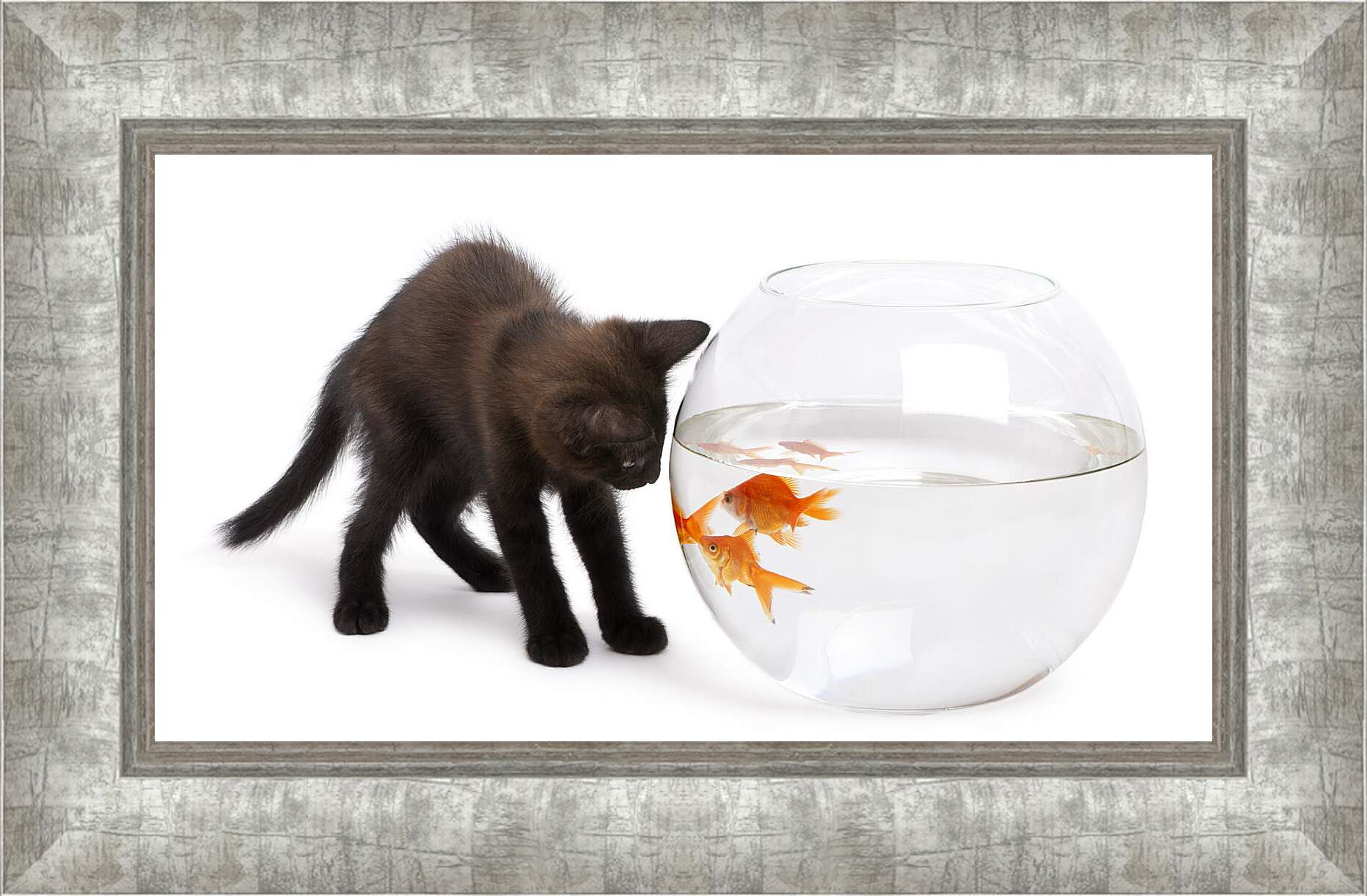 Картина в раме - Черный котик и рыбки
