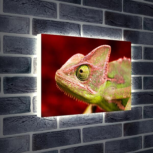 Лайтбокс световая панель - Голова хамелеона
