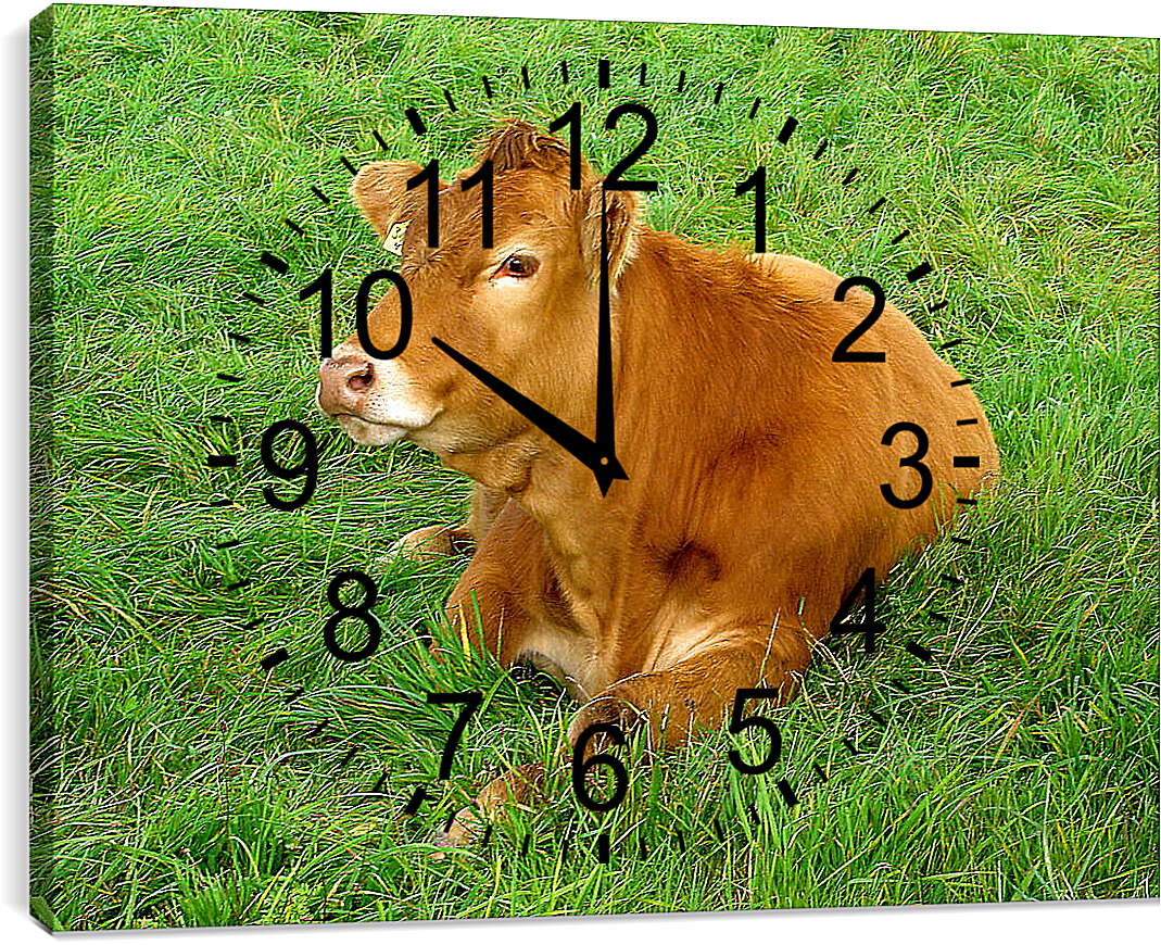 Часы картина - Корова отдыхает
