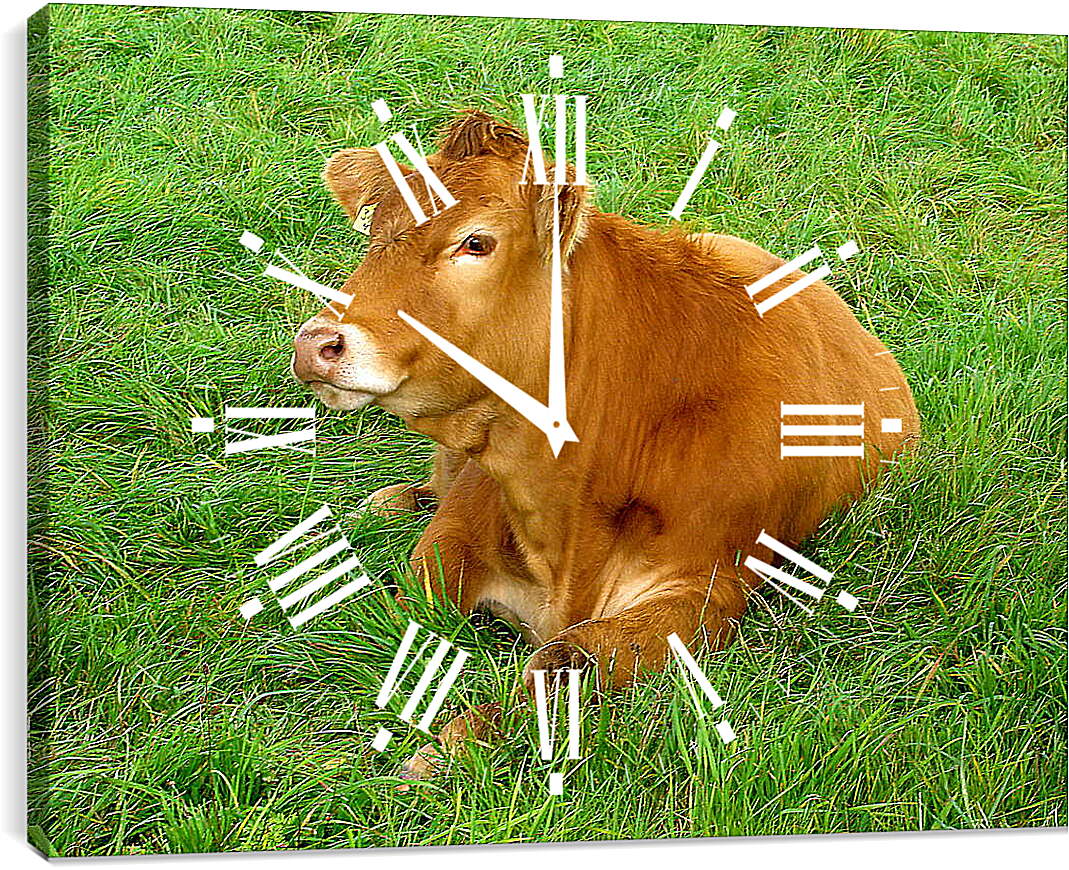 Часы картина - Корова отдыхает
