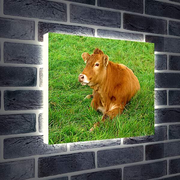 Лайтбокс световая панель - Корова отдыхает
