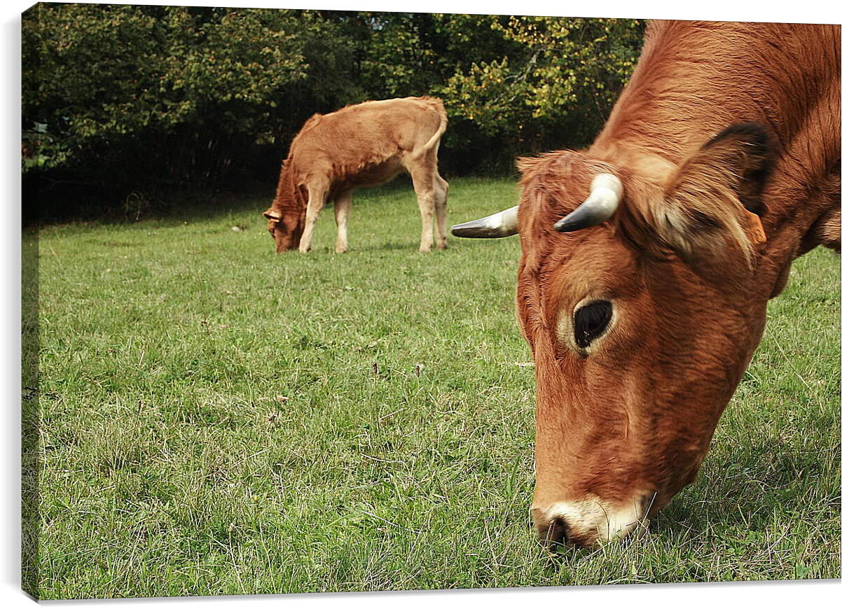 Постер и плакат - Коровы едят траву
