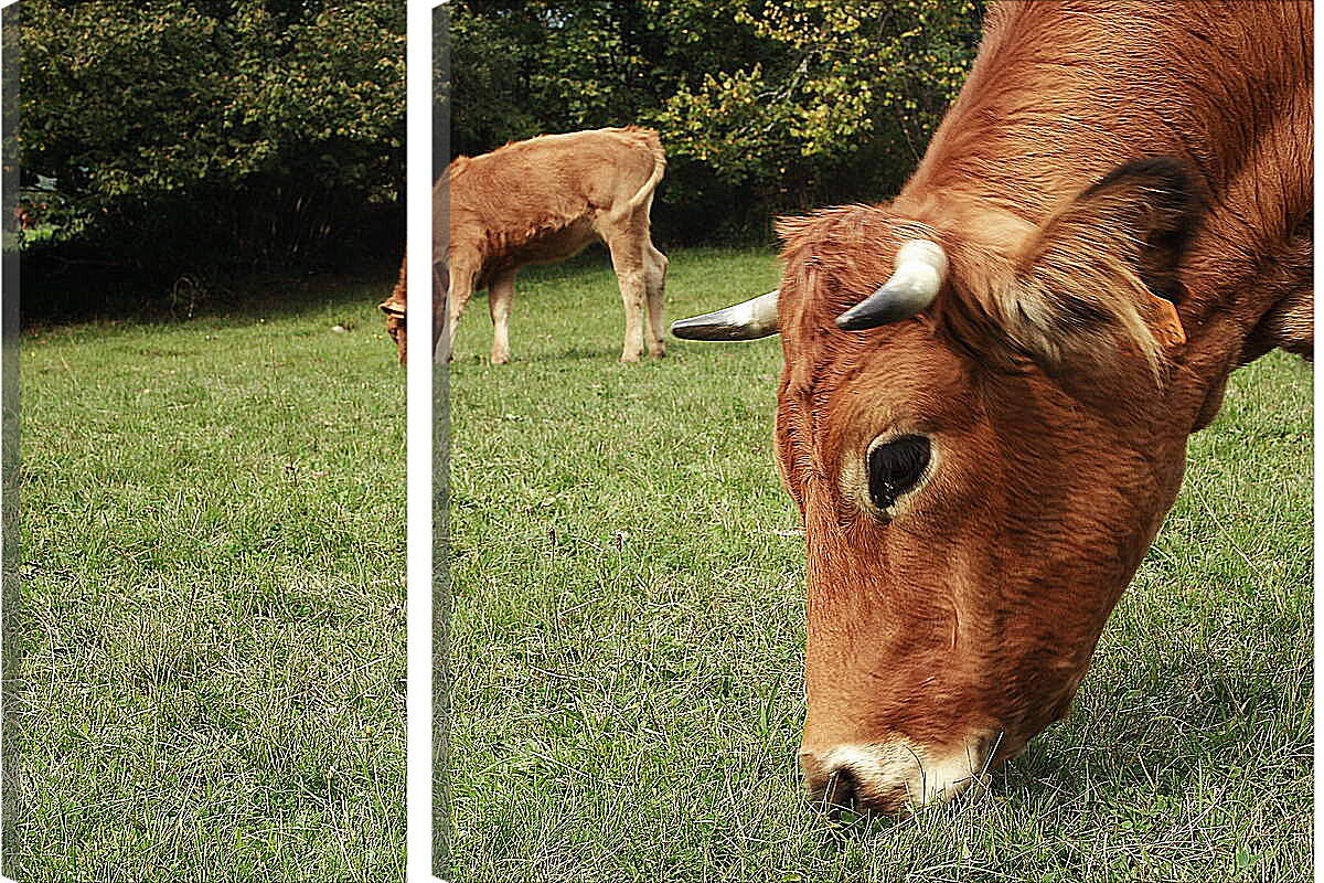 Модульная картина - Коровы едят траву
