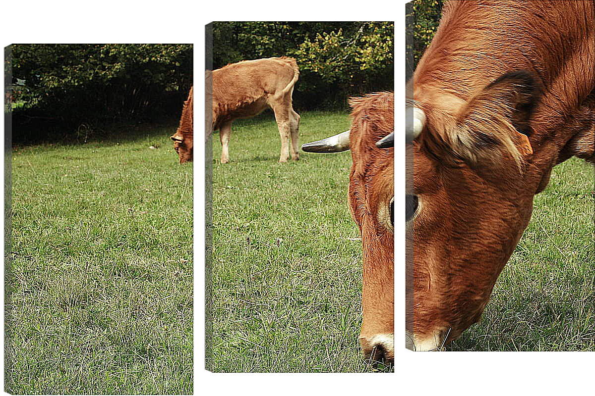 Модульная картина - Коровы едят траву
