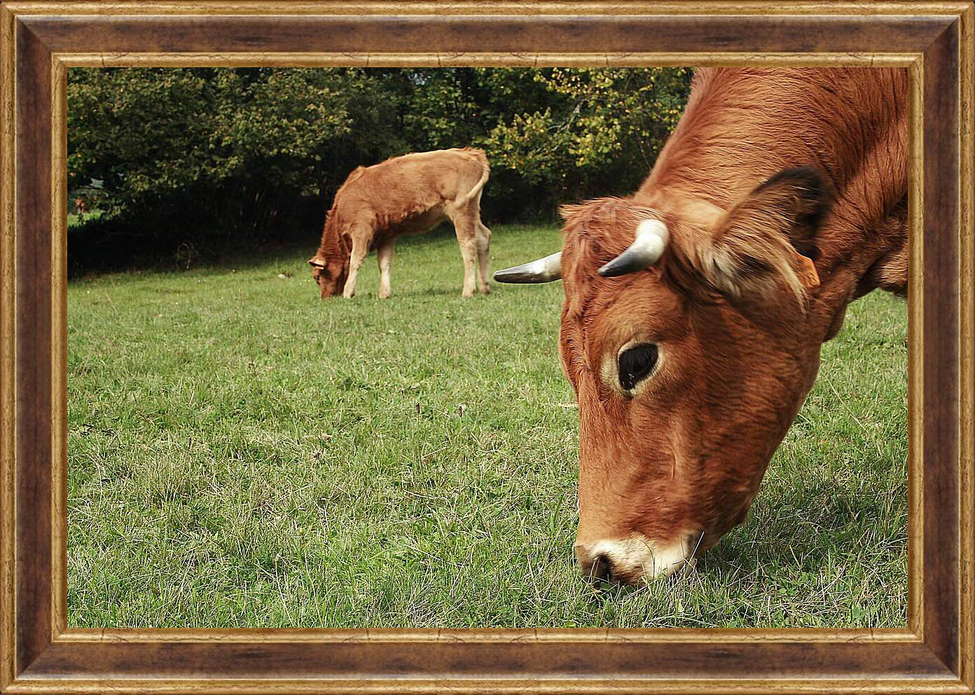 Картина в раме - Коровы едят траву
