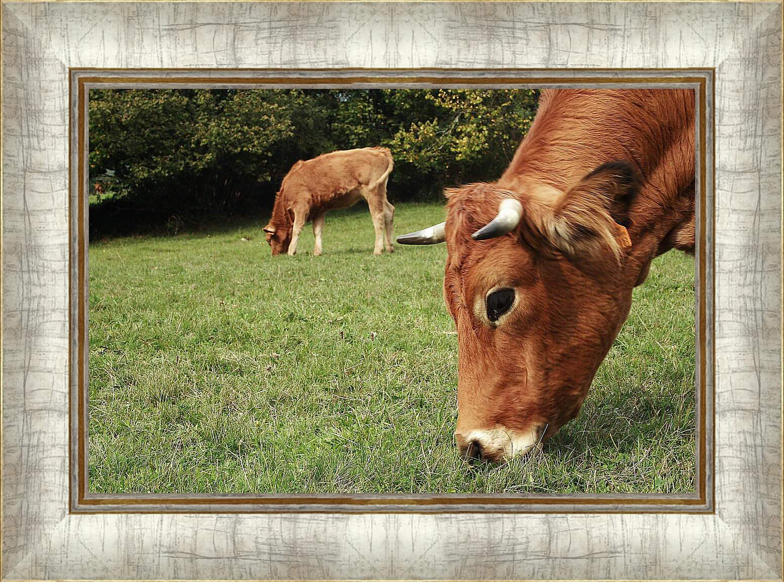 Картина в раме - Коровы едят траву

