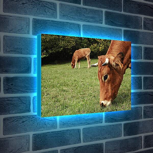 Лайтбокс световая панель - Коровы едят траву

