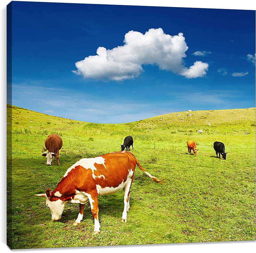 Постер и плакат - Коровы на поле
