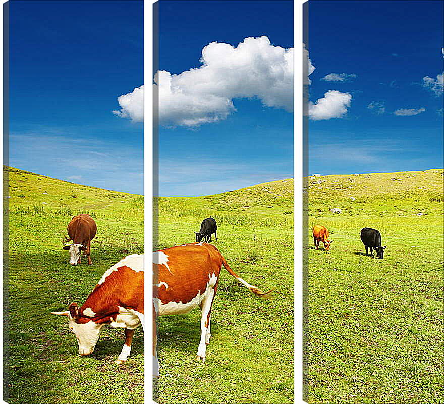 Модульная картина - Коровы на поле
