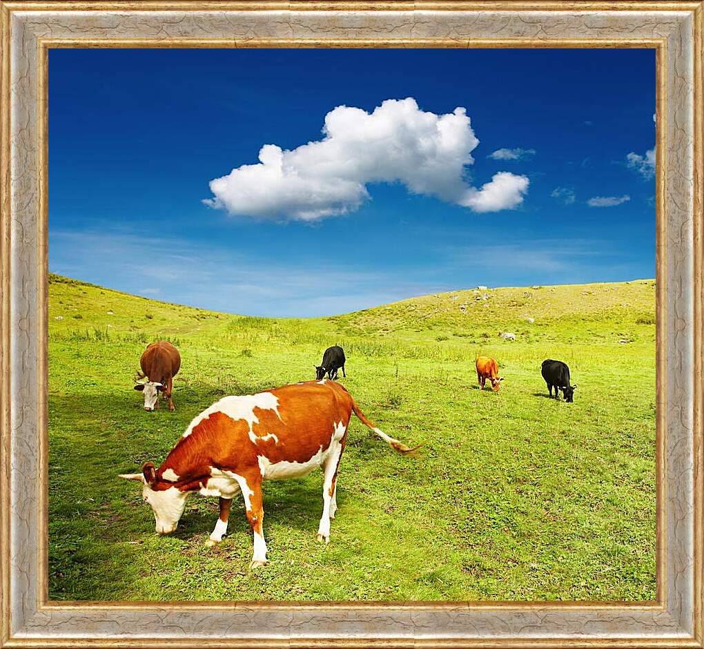 Картина в раме - Коровы на поле
