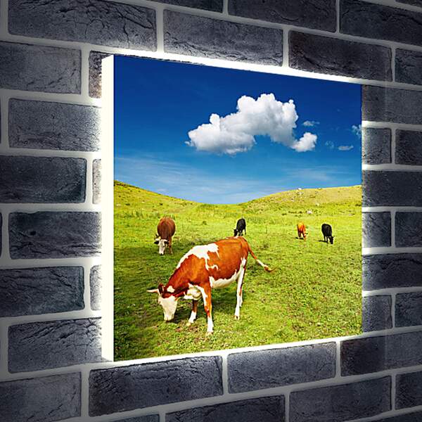 Лайтбокс световая панель - Коровы на поле
