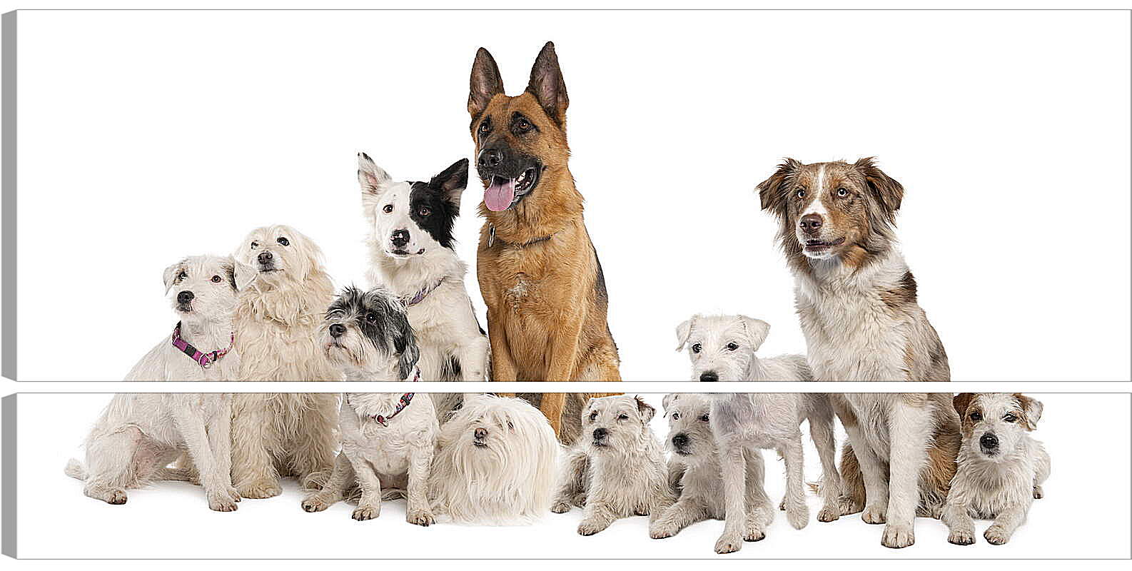 Модульная картина - Собаки

