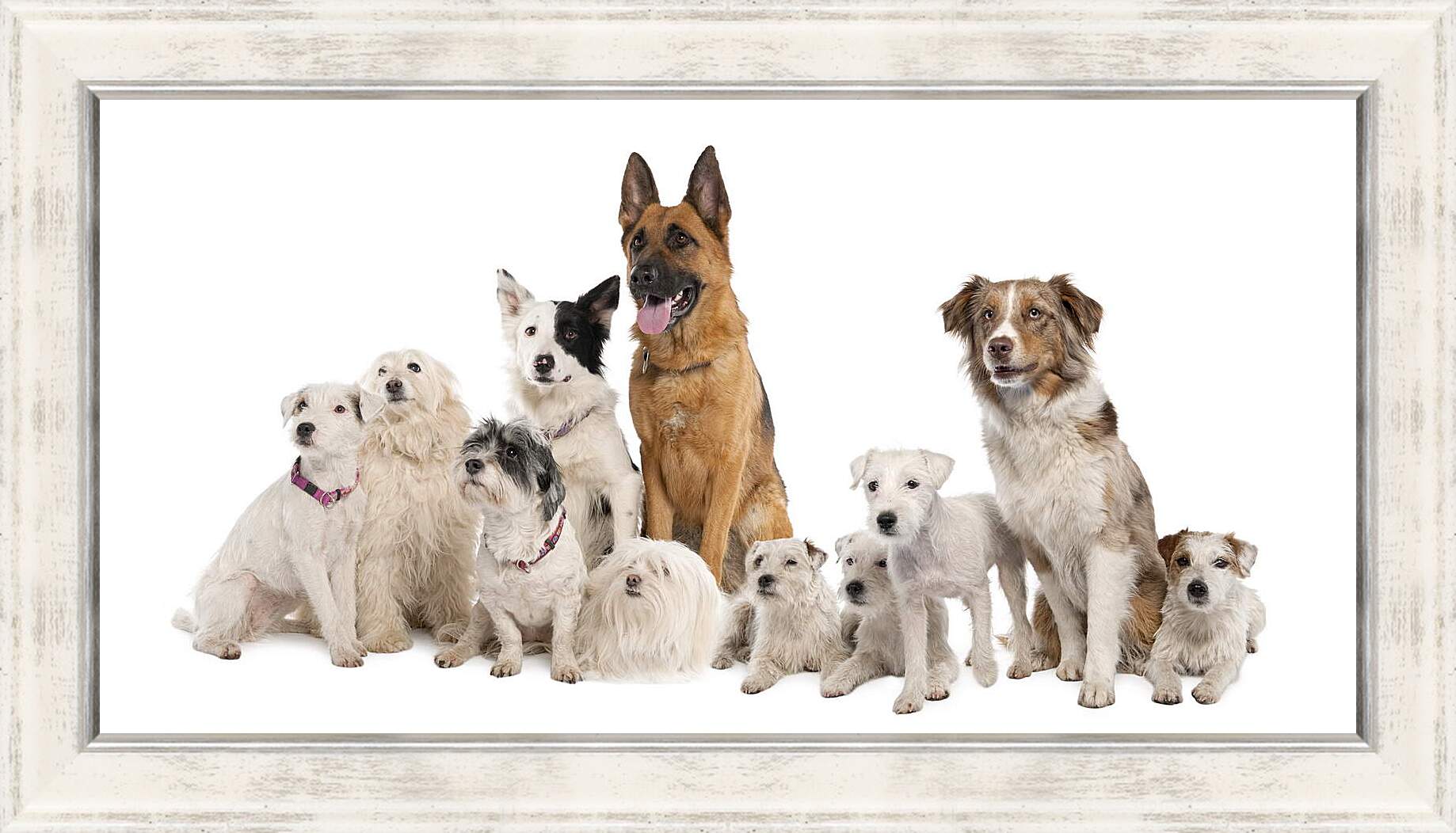 Картина в раме - Собаки
