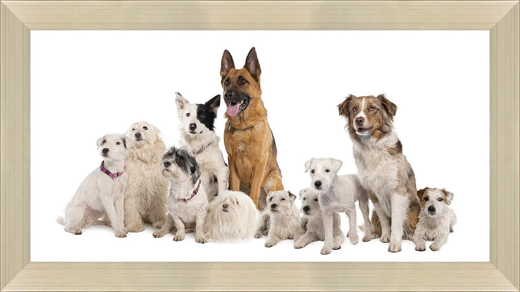 Картина в раме - Собаки
