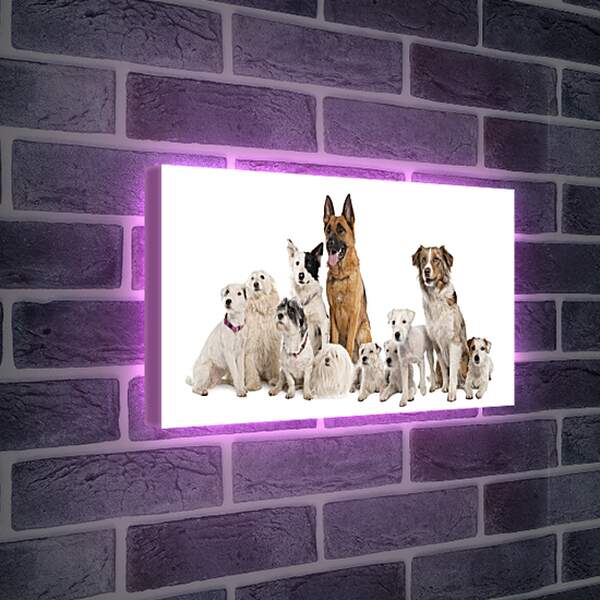 Лайтбокс световая панель - Собаки
