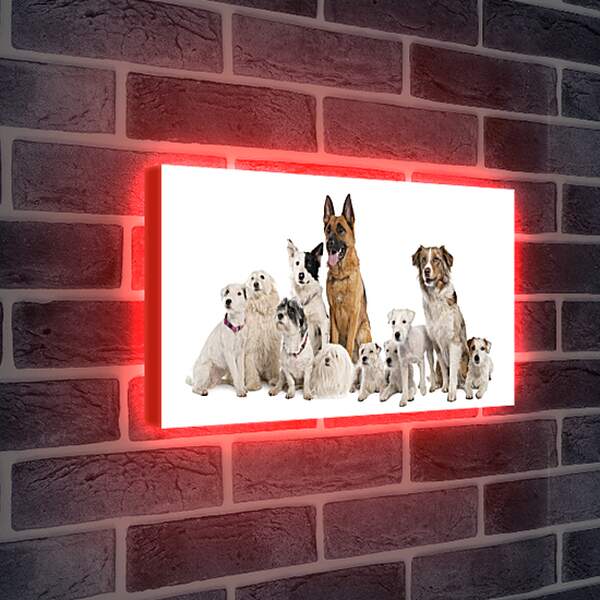 Лайтбокс световая панель - Собаки
