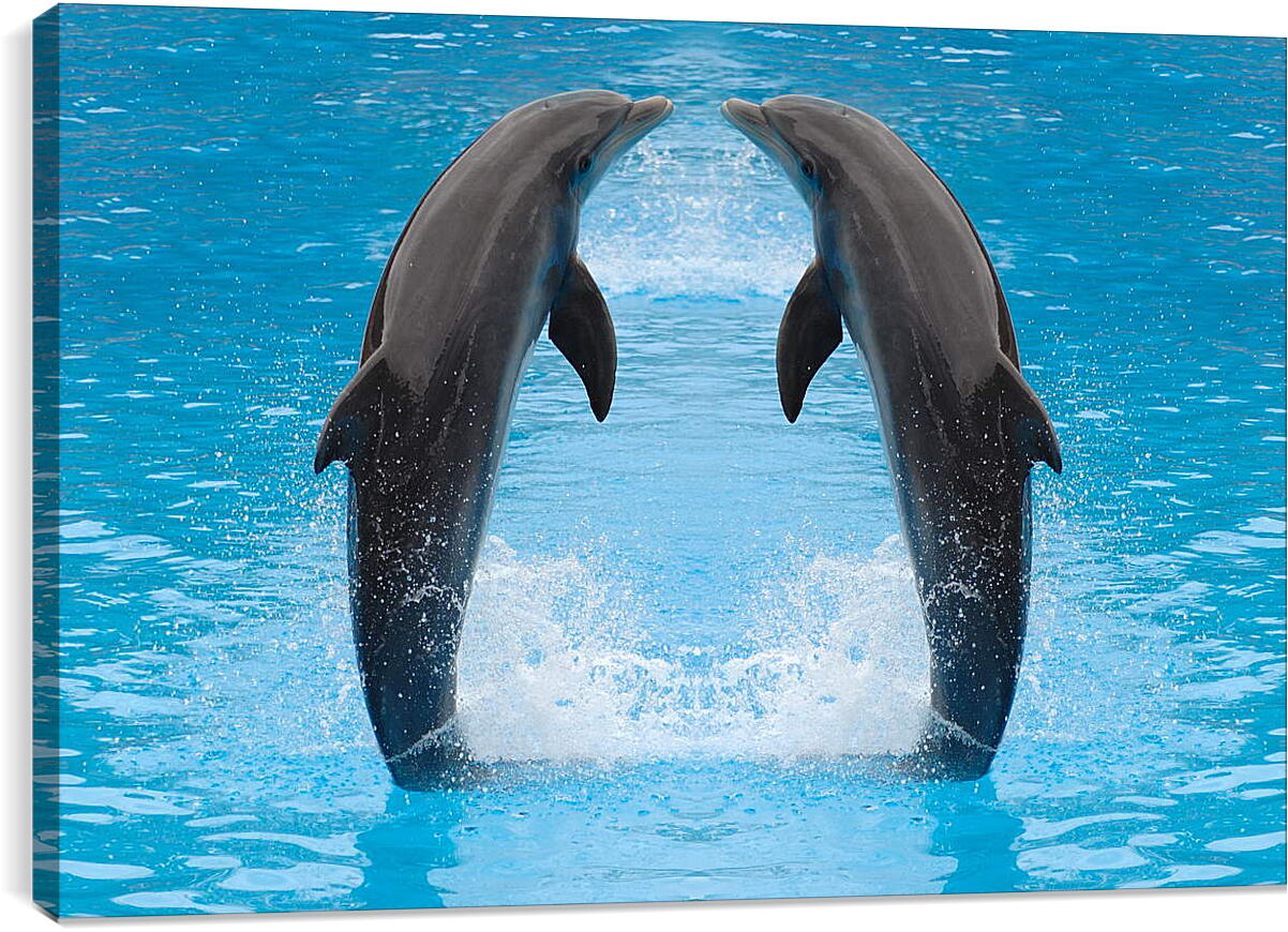 Постер и плакат - Два дельфина
