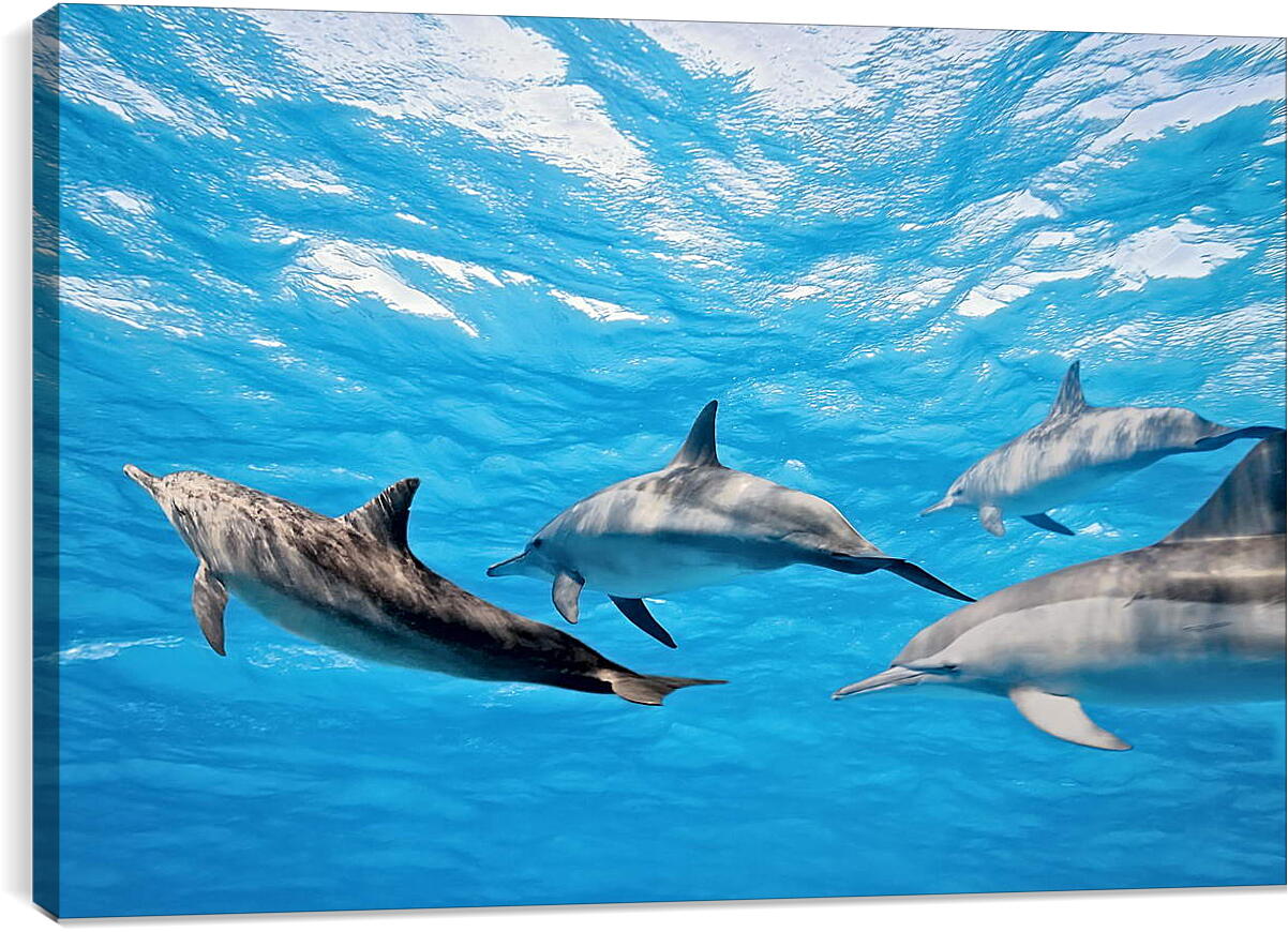 Постер и плакат - Семья дельфинов
