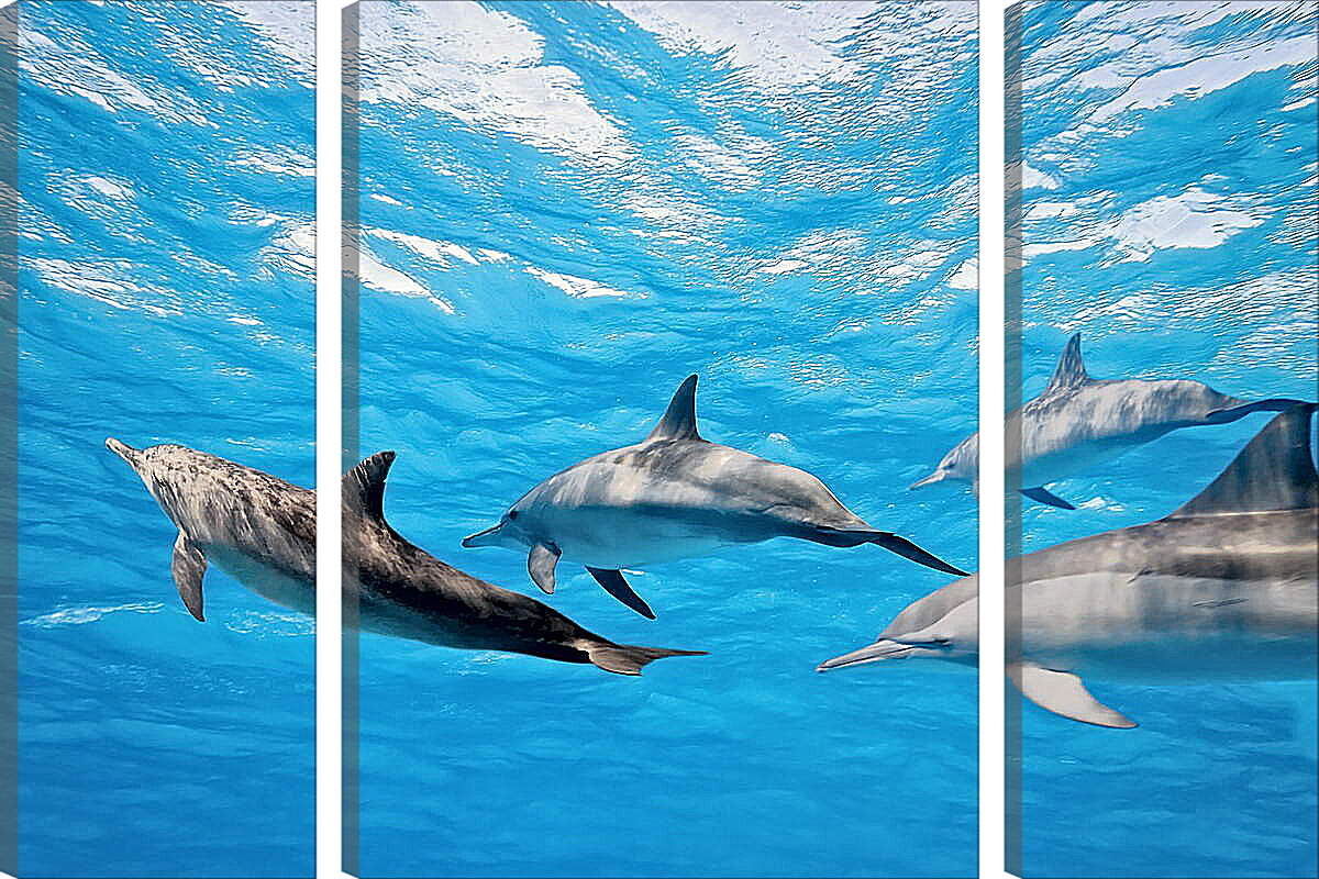 Модульная картина - Семья дельфинов
