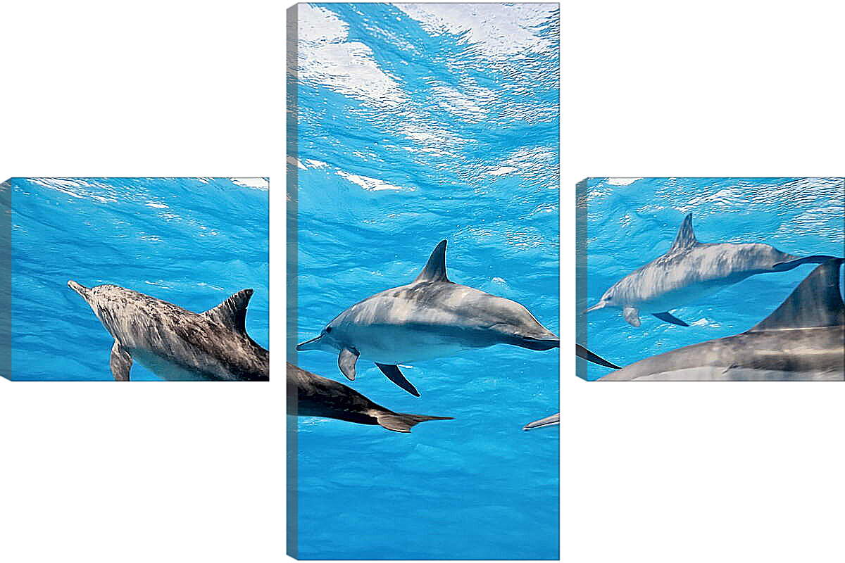 Модульная картина - Семья дельфинов
