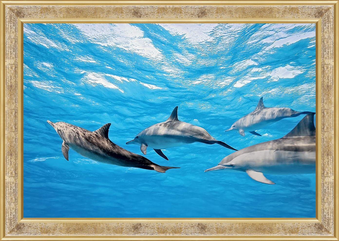 Картина в раме - Семья дельфинов
