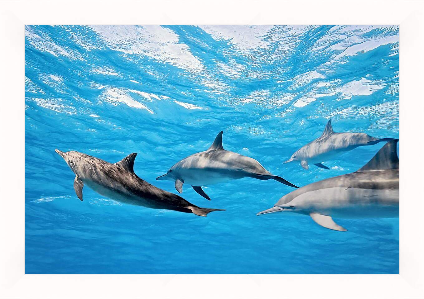 Картина в раме - Семья дельфинов
