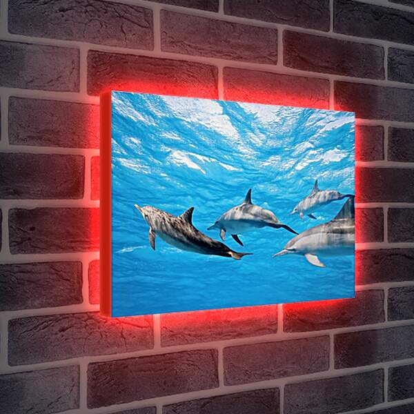 Лайтбокс световая панель - Семья дельфинов
