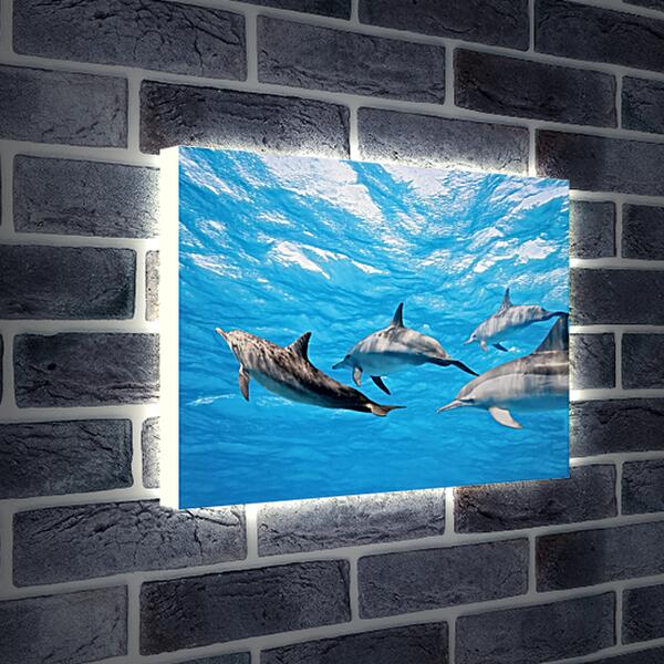 Лайтбокс световая панель - Семья дельфинов
