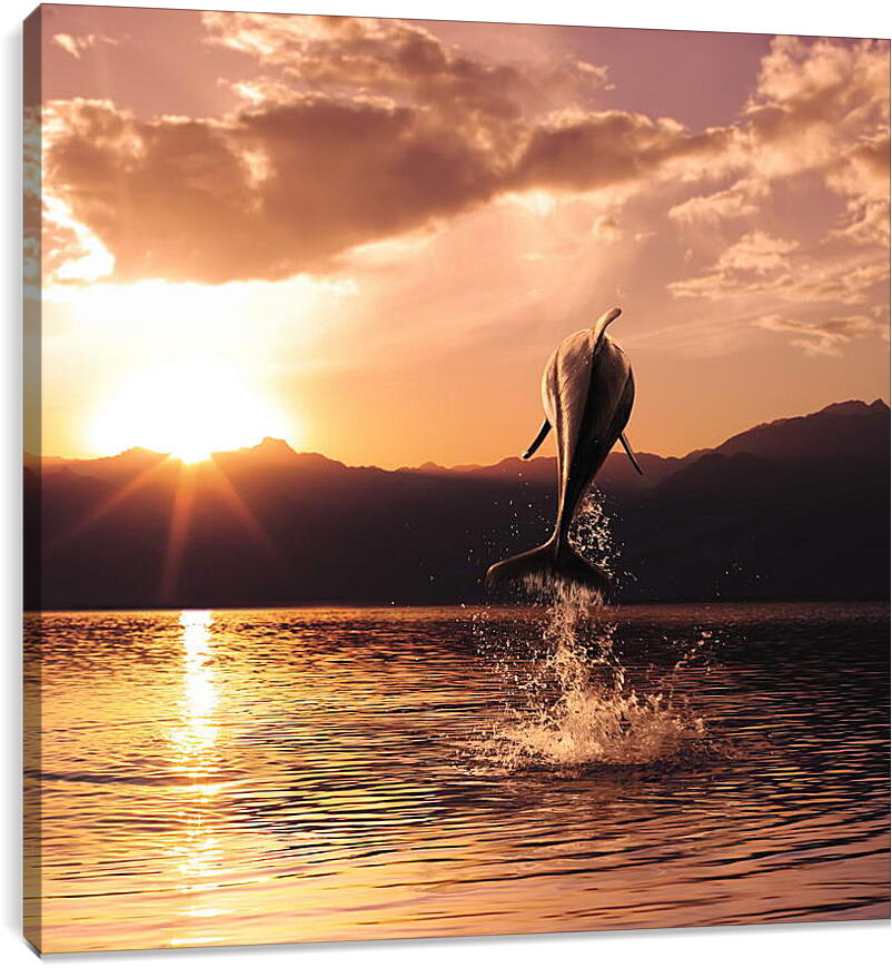 Постер и плакат - Прыжок дельфина
