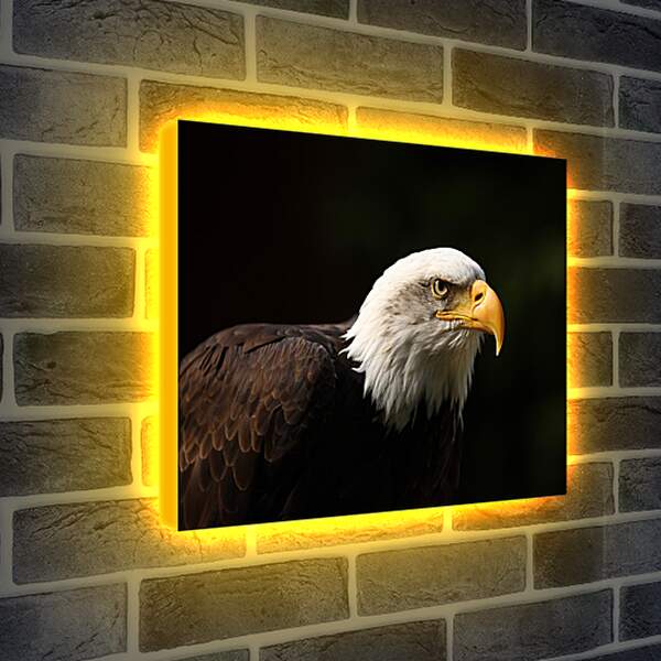Лайтбокс световая панель - Орел на черном фоне
