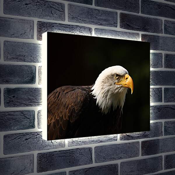 Лайтбокс световая панель - Орел на черном фоне
