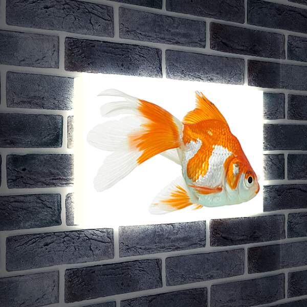Лайтбокс световая панель - Рыбка

