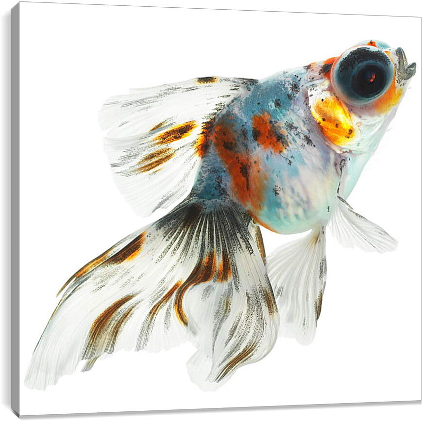 Постер и плакат - Рыбка на белом фоне
