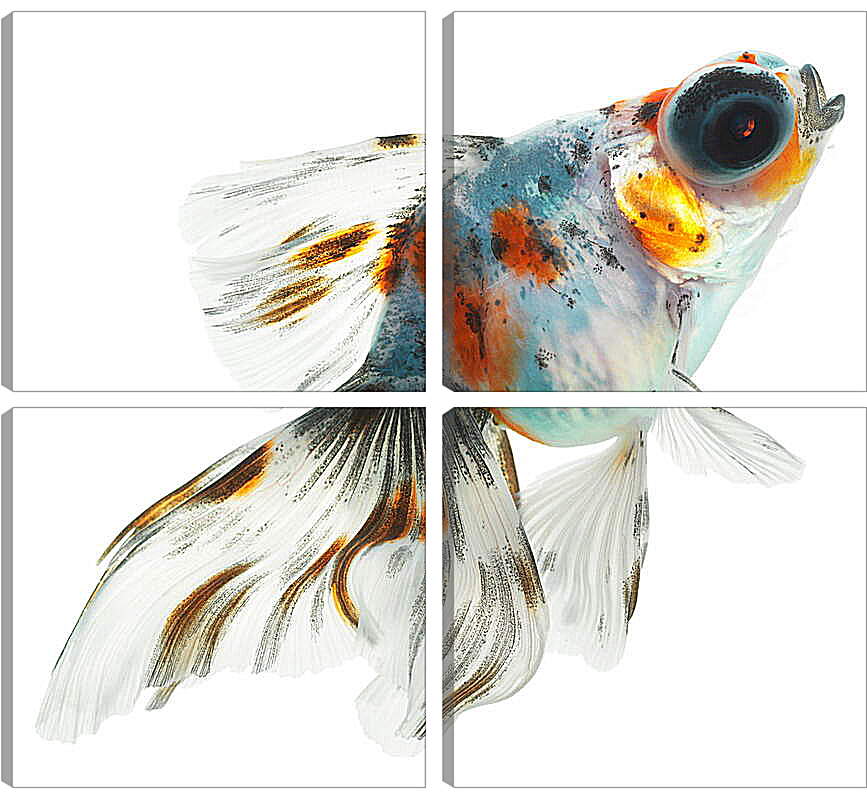 Модульная картина - Рыбка на белом фоне
