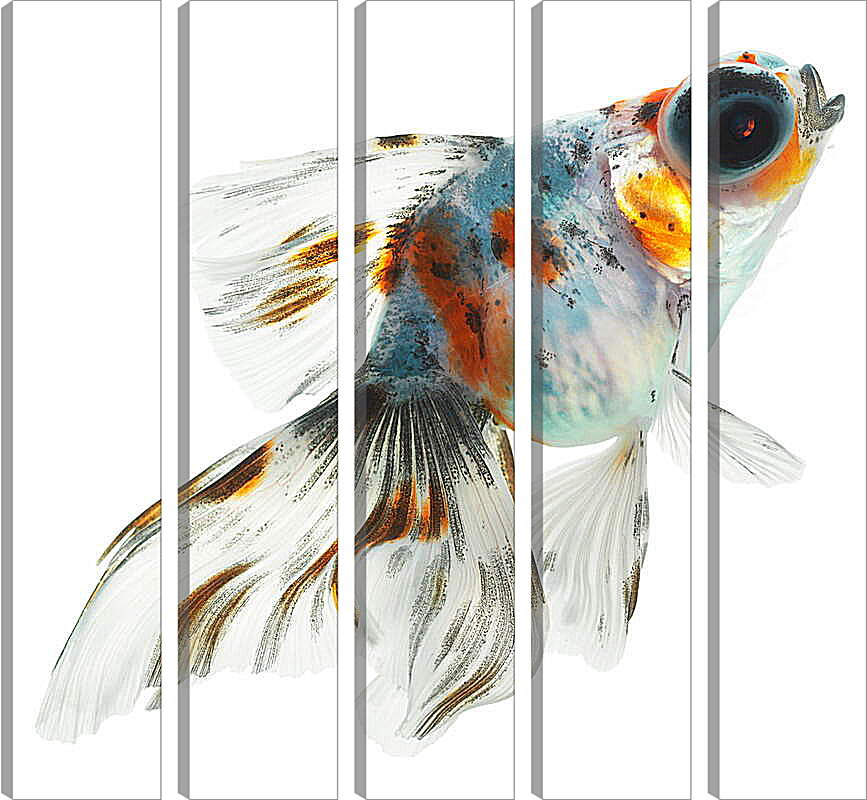 Модульная картина - Рыбка на белом фоне
