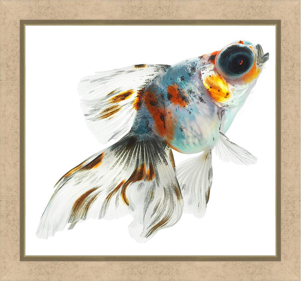 Картина в раме - Рыбка на белом фоне
