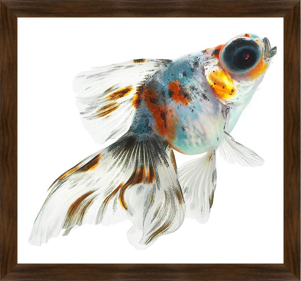 Картина в раме - Рыбка на белом фоне
