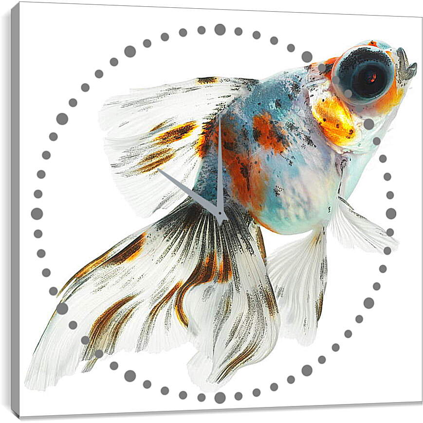 Часы картина - Рыбка на белом фоне
