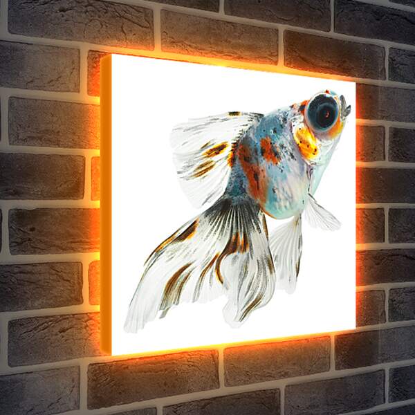 Лайтбокс световая панель - Рыбка на белом фоне
