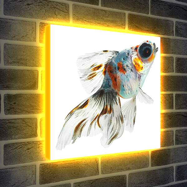 Лайтбокс световая панель - Рыбка на белом фоне
