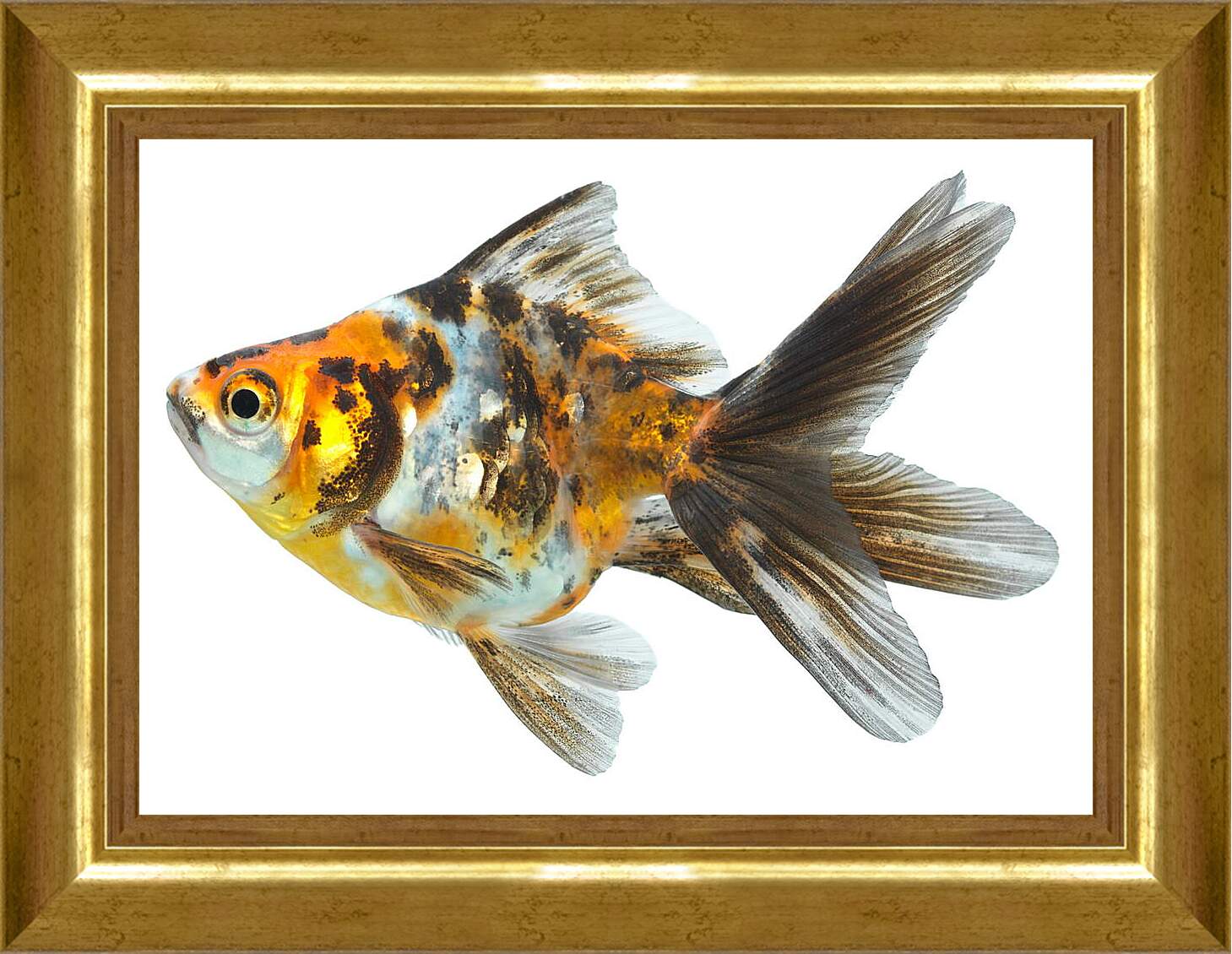 Картина в раме - Маленькая рыбка
