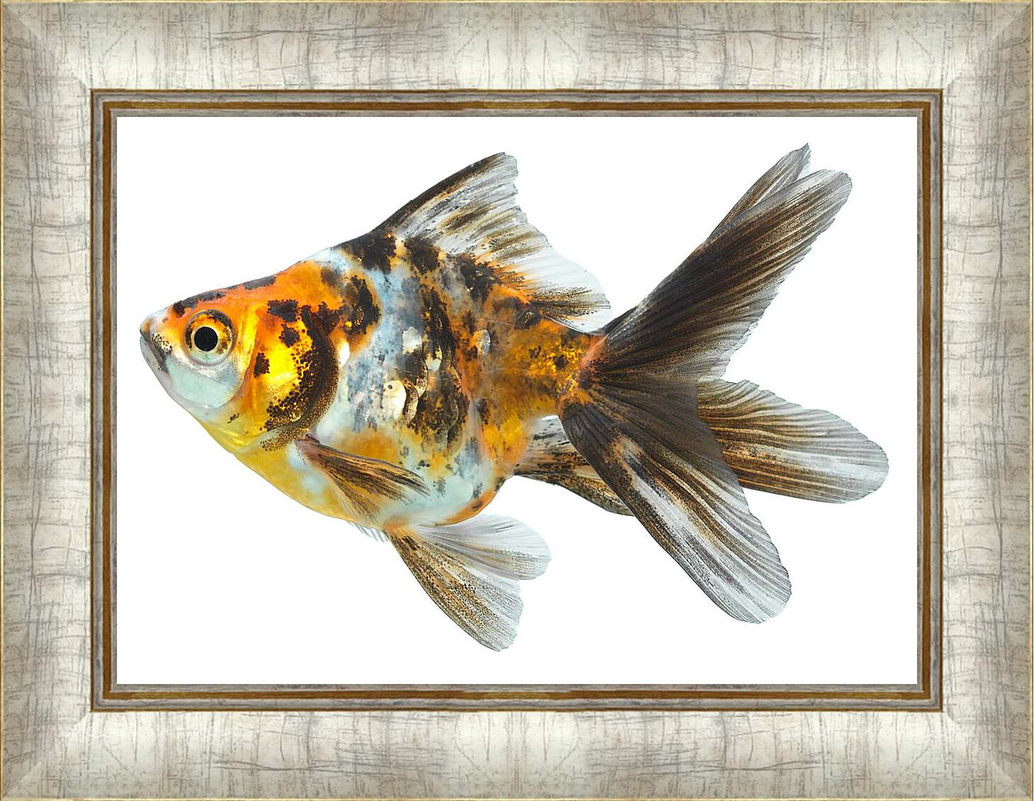 Картина в раме - Маленькая рыбка
